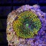 SB02S11 Ricordea floridae orange 1 polyp 36€