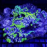 SD01S11 Zoanthus green ufo 10-15 cm 53€