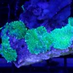 SD03S11 Discosoma green 7-10 cm 30€