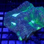 SD05S11 Lobophyllia green Australia 8-12 cm 89€