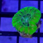 SE01S11 Scolymia green button 1-2 cm 83€