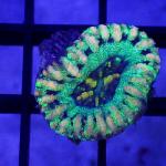 SE02S11 Scolymia rainbow button 1-2 cm 89€