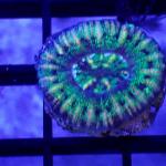 SE03S11 Scolymia rainbow button 1-2 cm 75€