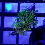 SF01S11 Pachyclavularia green 1 cm 9€