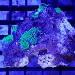 SF03S11 Discosoma green 8-10 cm 29€