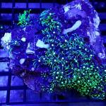 SF04S11 Pachyclavularia green 8-12 cm 38€