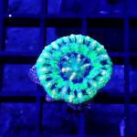 SF05S11 Scolymia green button 1-2 cm 83€