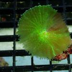 SG03S11 Discosoma green 1 polyp 11€