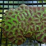 SH04S11 Acanthastrea lordhowensis purple & green tiger 11-13 cm 180€