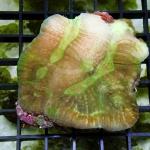 SH05S11 Lobophyllia green Australia 7-10 cm 89€