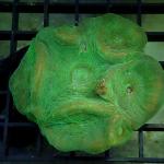 SI01S11 Moseleya green Australia 4-6 cm 68€