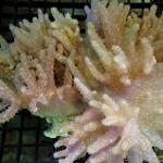 SI02S11 Lobophytum pauciflorum 15-18 cm 53€
