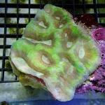 SI05S11 Lobophyllia green Australia 10-12 cm 119€