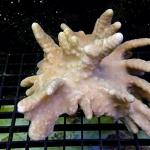 SJ02S11 Lobophytum pauciflorum 12-18 cm 50€