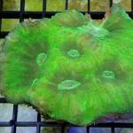 SK01S11 Lobophyllia green Australia 8-10 cm 83€