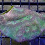 SK03S11 Lobophyllia green Australia 6-8 cm 63€