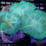 SK04S11 Rhodactis green 8-12 cm 44€