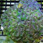 SL01S11 Acanthastrea lordhowensis purple & green tiger 14-16 cm 165€