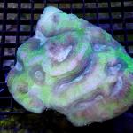 SL03S11 Lobophyllia green white Australia 9-12 cm 119€