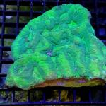 SL04S11 Lobophyllia green Australia 8-10 cm 69€