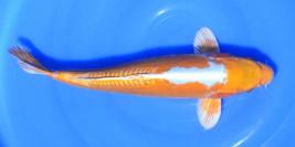 Toutes les koi 40-45cm (262€)