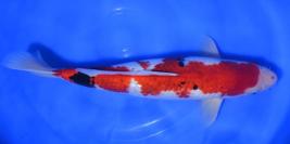 Toutes les koi 45-50cm (334€)