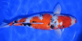 Toutes les koi 55-60cm (704€)