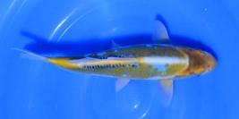 Toutes les koi 30-35cm (142€)