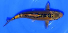 Toutes les koi 30-35cm (225€)