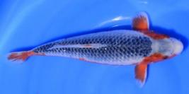 Toutes les koi 35-40cm (275€)
