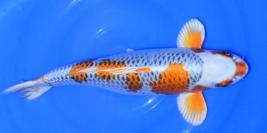 Toutes les koi 40-45cm (370€)