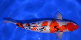 Toutes les koi 45-50cm (524€)